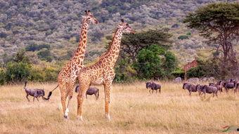 长颈鹿视频,揭秘它们的生活与习性